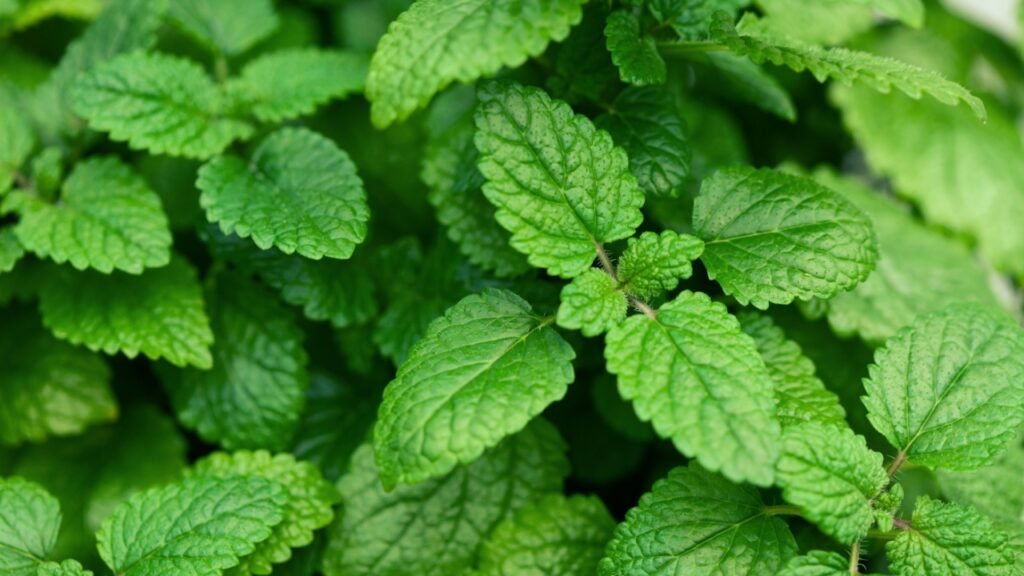 lemon balm (melissa) herb leaves closeup
