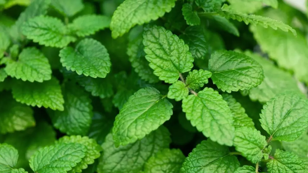 lemon balm (melissa) herb leaves closeup
