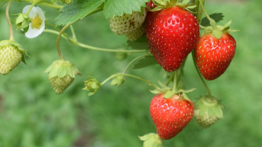 strawberries on the vine