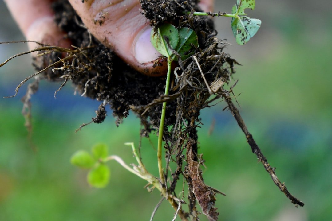 a person holding a plant with dirt on it