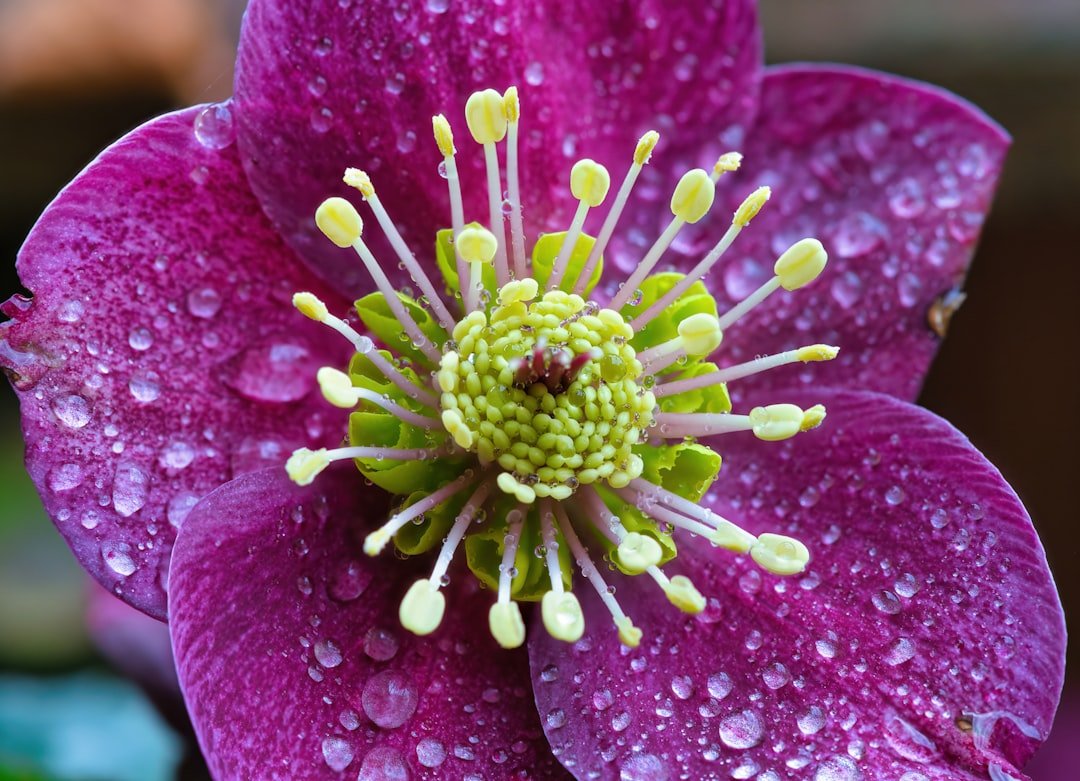 a close up of a purple flower with drops of water on it