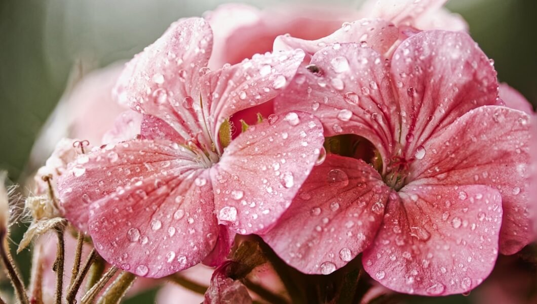 rain on flower petals