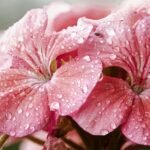 rain on flower petals
