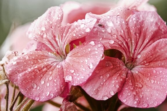 rain on flower petals