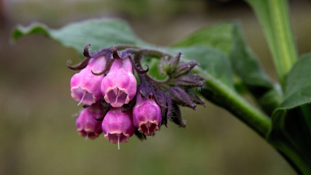 purple flower of comfrey herb