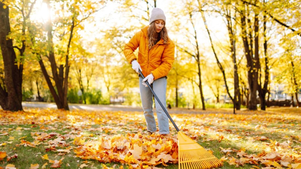 A young woman in a bright jacket and gloves collects bright autumn leaves in a sunny park. A female volunteer collects fallen leaves with a rake. The concept of ecology, cleaning.