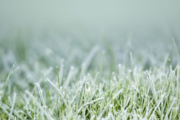 An image of an autumn icy grass