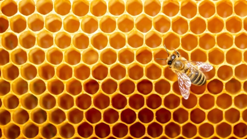 Beautiful honeycomb with bees close-up. A swarm of bees crawls through the combs collecting honey. Beekeeping, wholesome food for health.