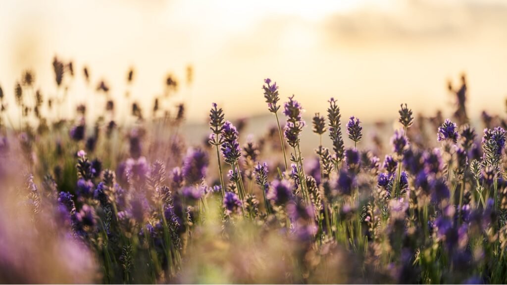 Beautiful lavender in the rays of sunset light, summer time.