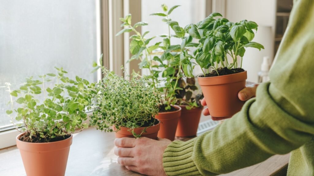 Close up of man holding kitchen herbs cultivated in flower pot used in culinary on a windowsill