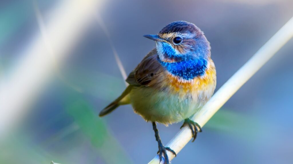 Cute little bird. Blue nature background. Common bird: Bluethroat.