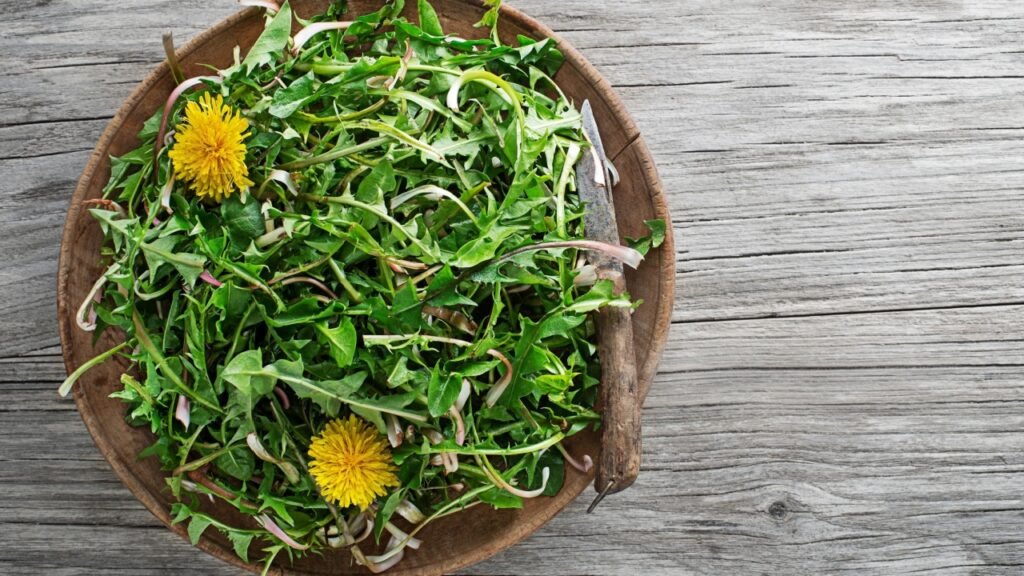 Dandelion. Picked fresh dandelion leaves.