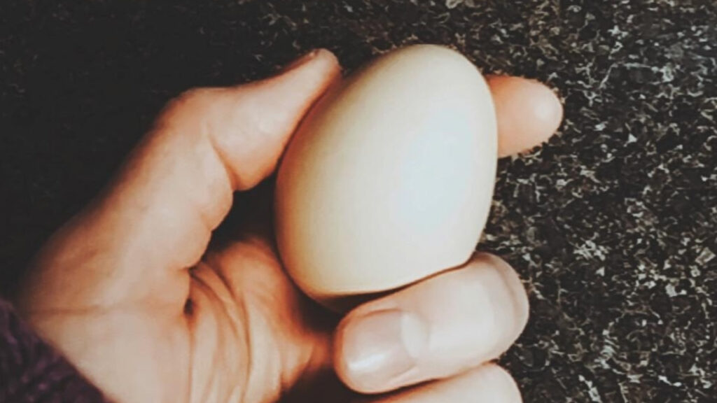 Gathering your first eggs
