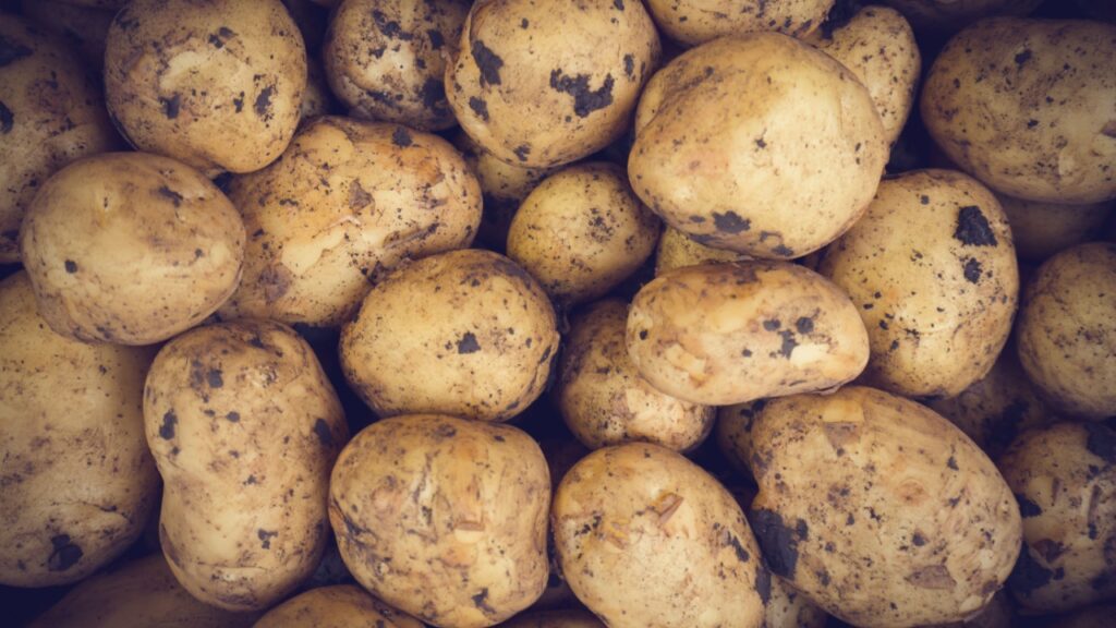 Fresh Organic Whole Potato. Farmers Market