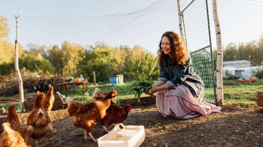 Happy middle aged woman on a private farm feeding chickens. Eco-friendly farmer woman cares, looks after her chickens in her backyard, promoting organic poultry farming
