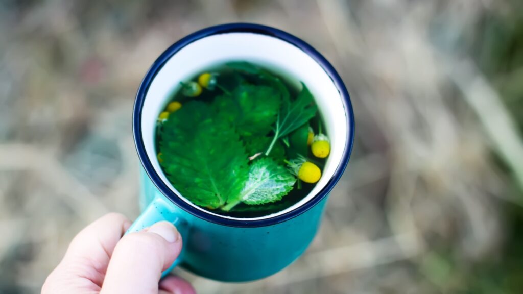 Herbal tea in ceramic tea cup with mint and black currant leaves.