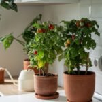 Homegrown small bush of balcony cherry red tomato in clay pot growing with houseplants at kitchen at home. Indoor farming and gardening. Dwarf potted tomatoes plant in apartment