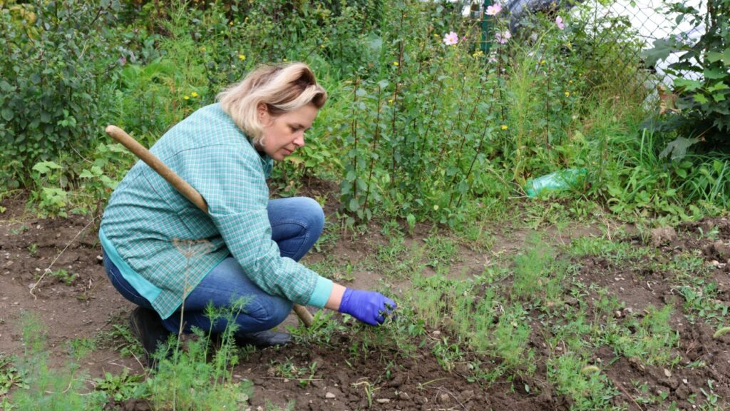 Woman in blue gloves squats in garden and carefully pulls weeds among young plants.