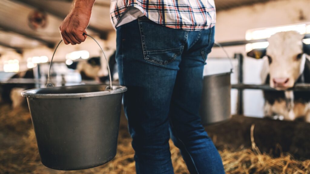 farmer walking in dairy farm and holding buckets with fresh milk.